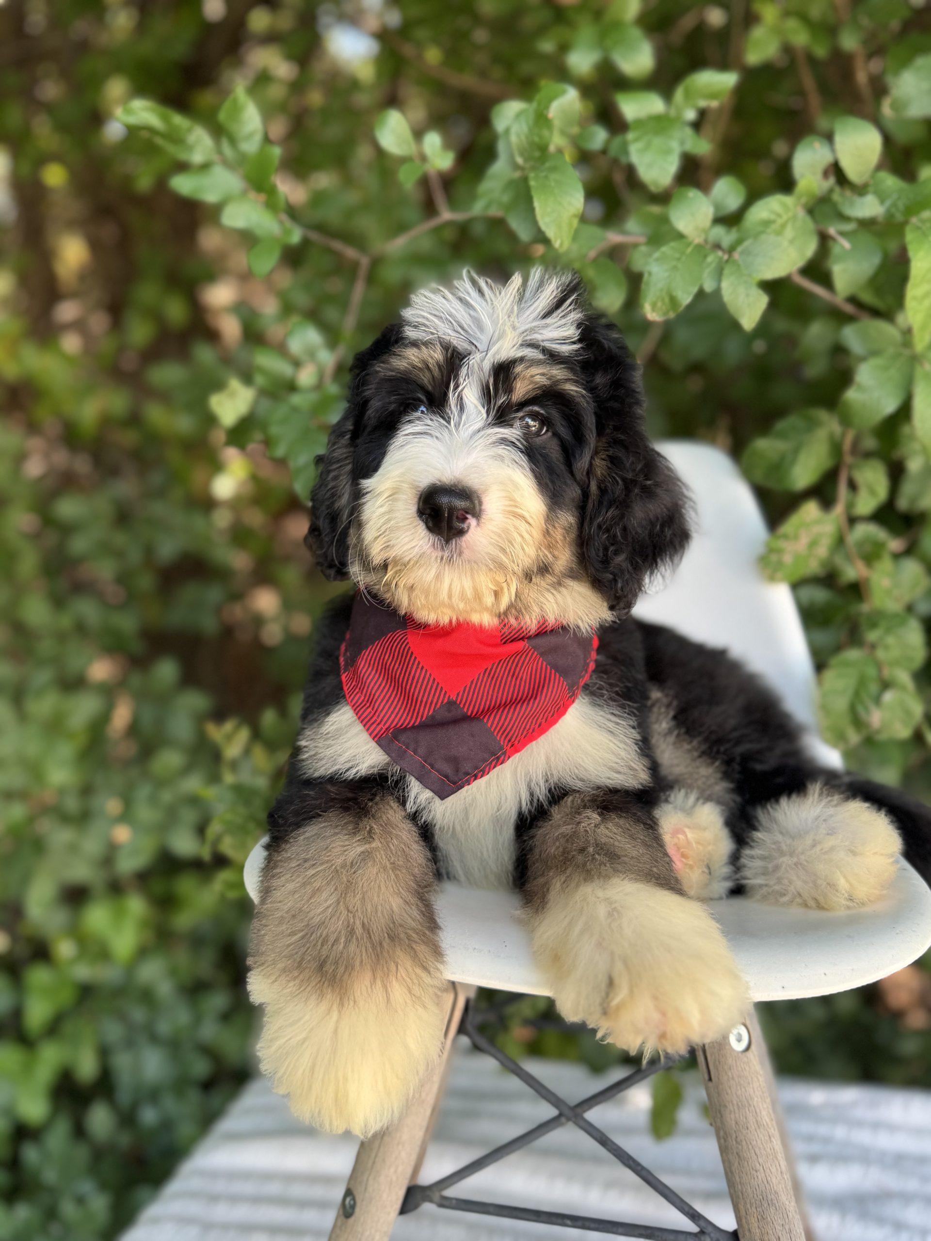 Red Bernedoodle Boy- Standard F1 Bernedoodle
