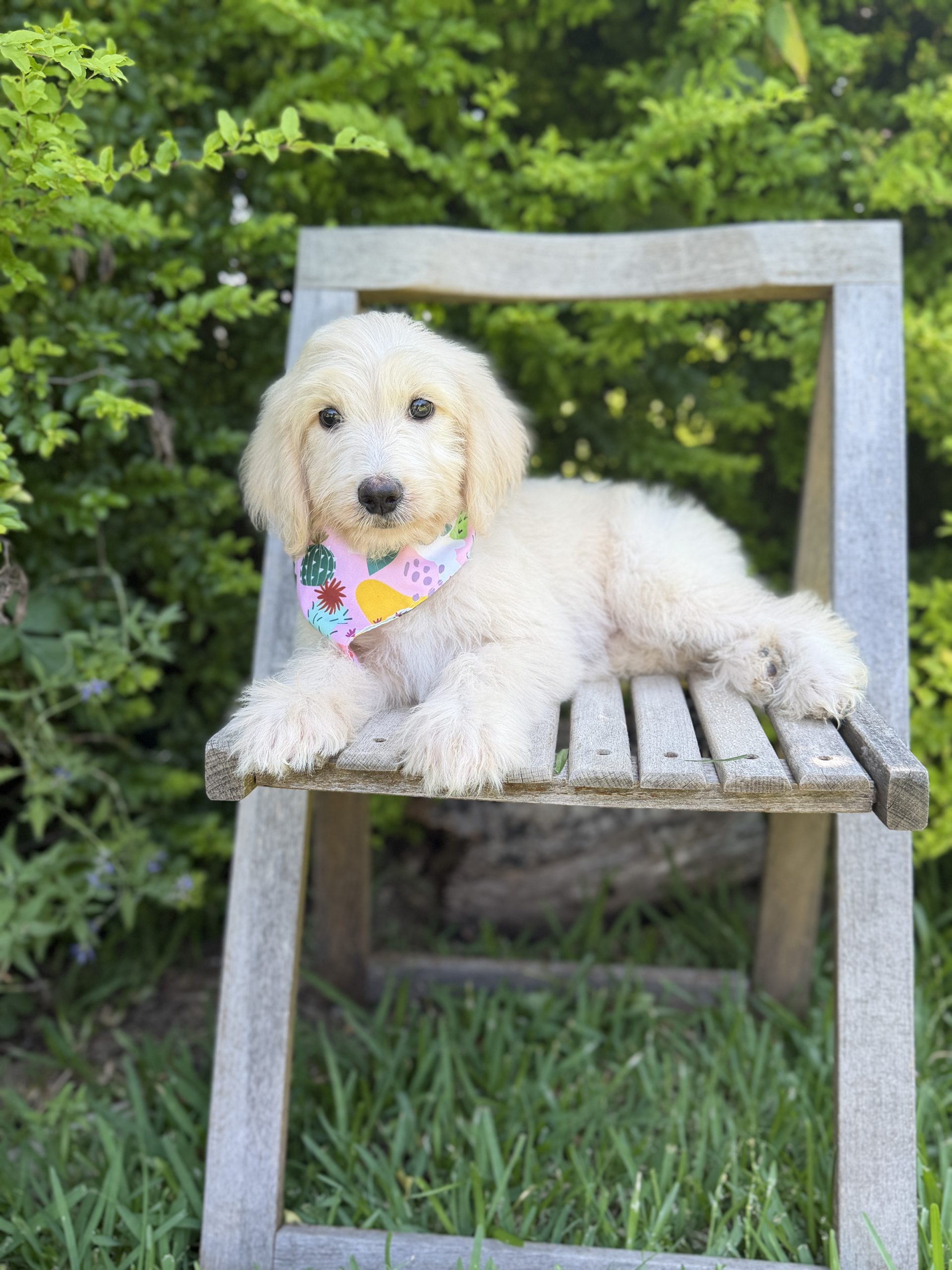 Multicolor Bandana Girl- Medium F1 English Cream