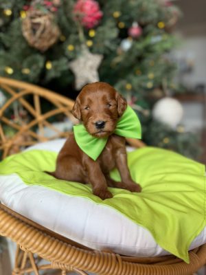 Bright Green Girl - Medium F1