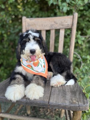 Orange Bernedoodle Boy- Standard F1 Bernedoodle