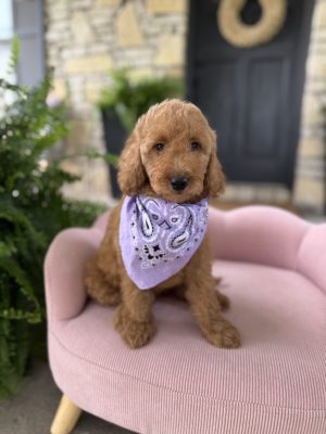 Purple Bandana Girl - English Cream Mini F1B