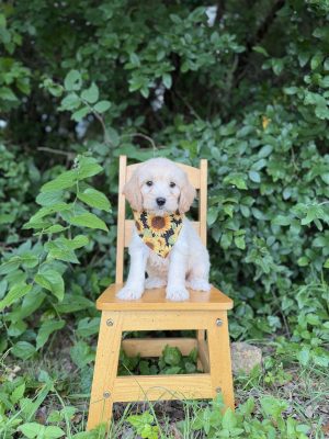 Sunflower Girl- Medium F1 English Cream