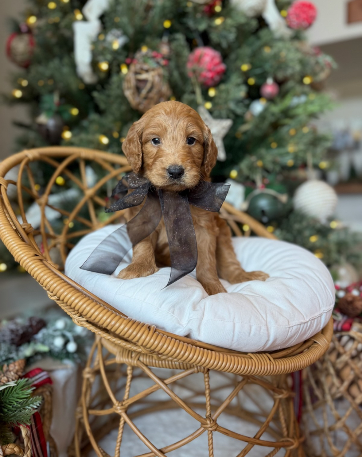 Black Bow Boy- Standard F1B