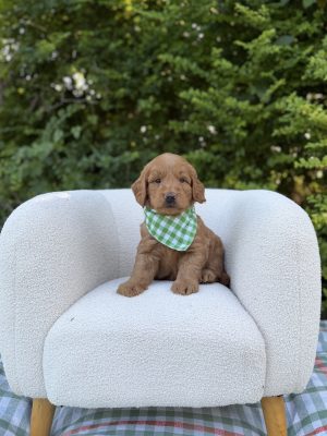 Green Checkered Boy- English Cream Medium F1