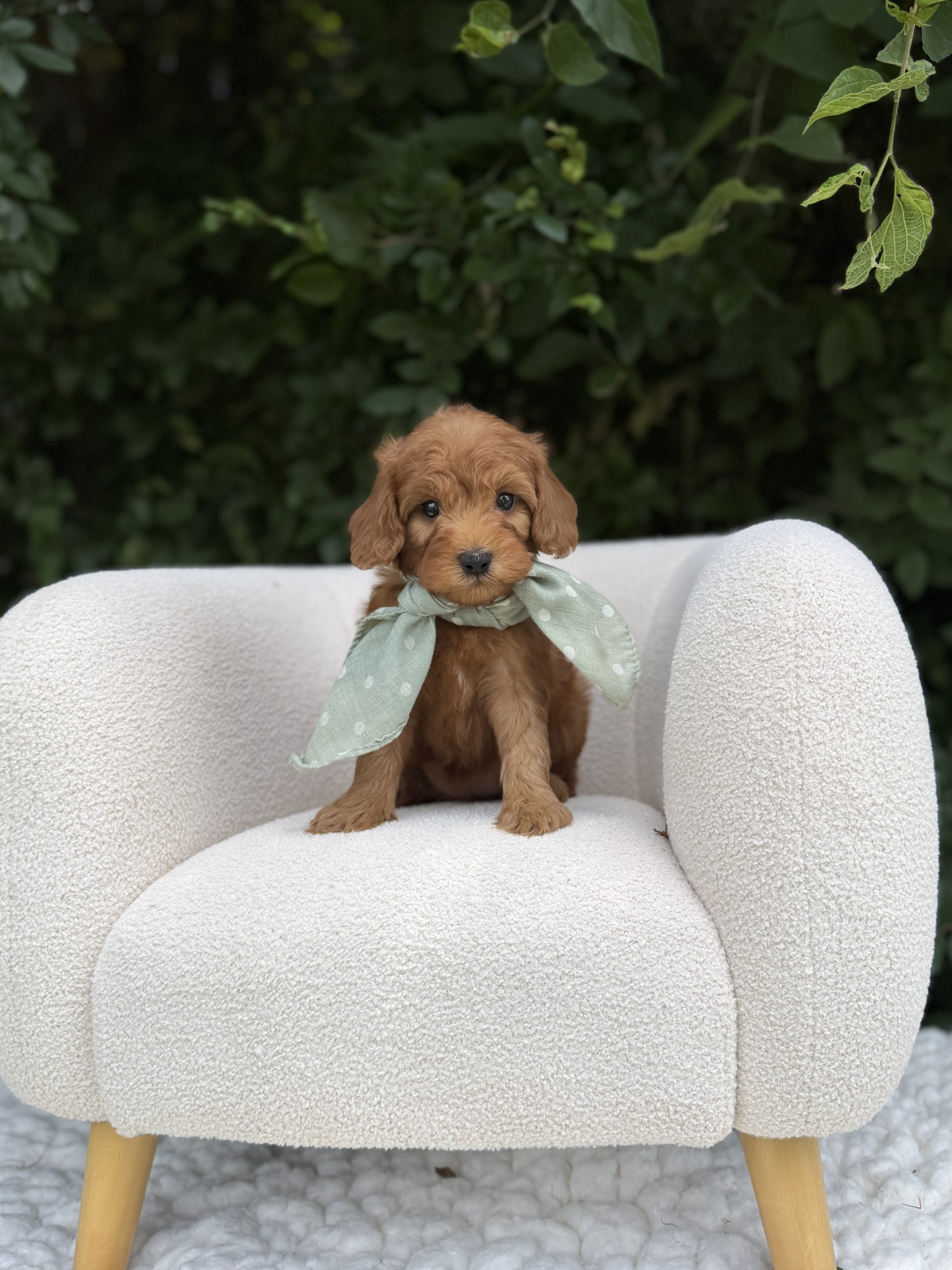 Green Scarf Girl  - Micro Mini F1B