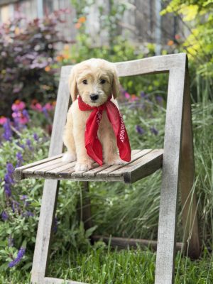 Red Scarf Boy- Medium F1 English Cream