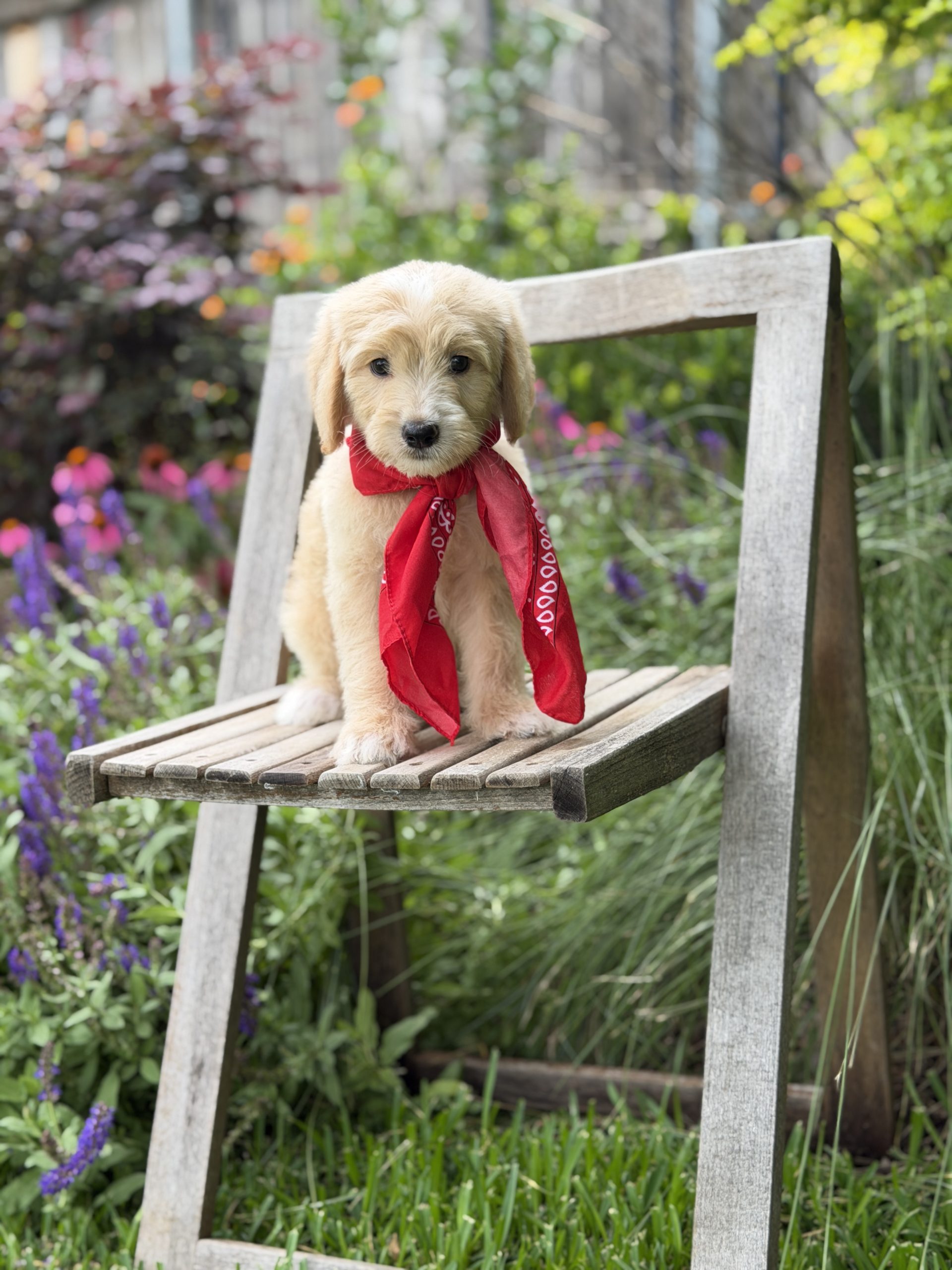 Red Scarf Boy- Medium F1 English Cream