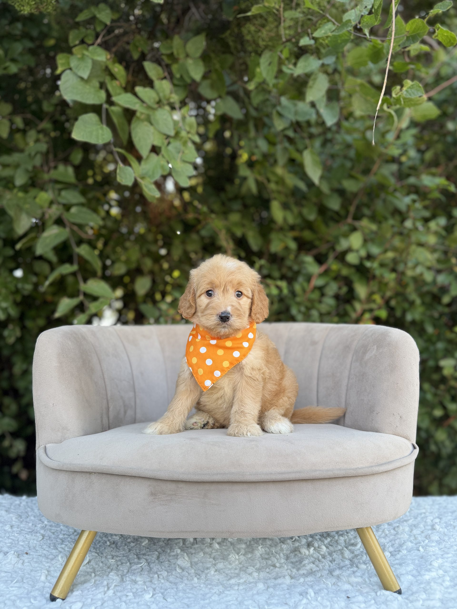 Orange Polka Dot Girl- Medium F1 English Cream