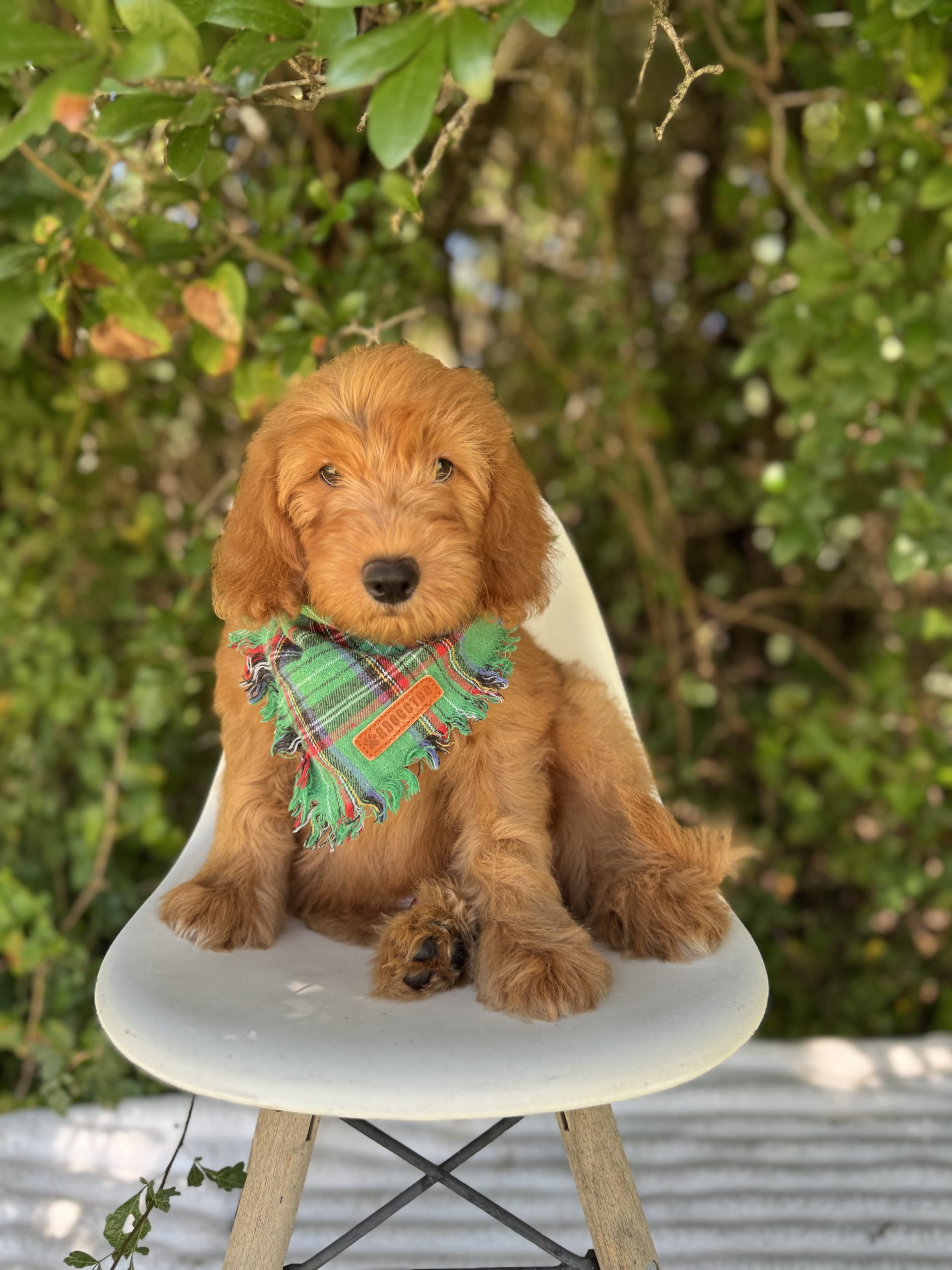 Green Plaid Boy - English Cream Mini F1B