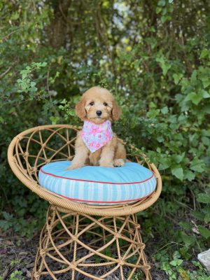 Pink Flower Girl - English Cream Mini F1B
