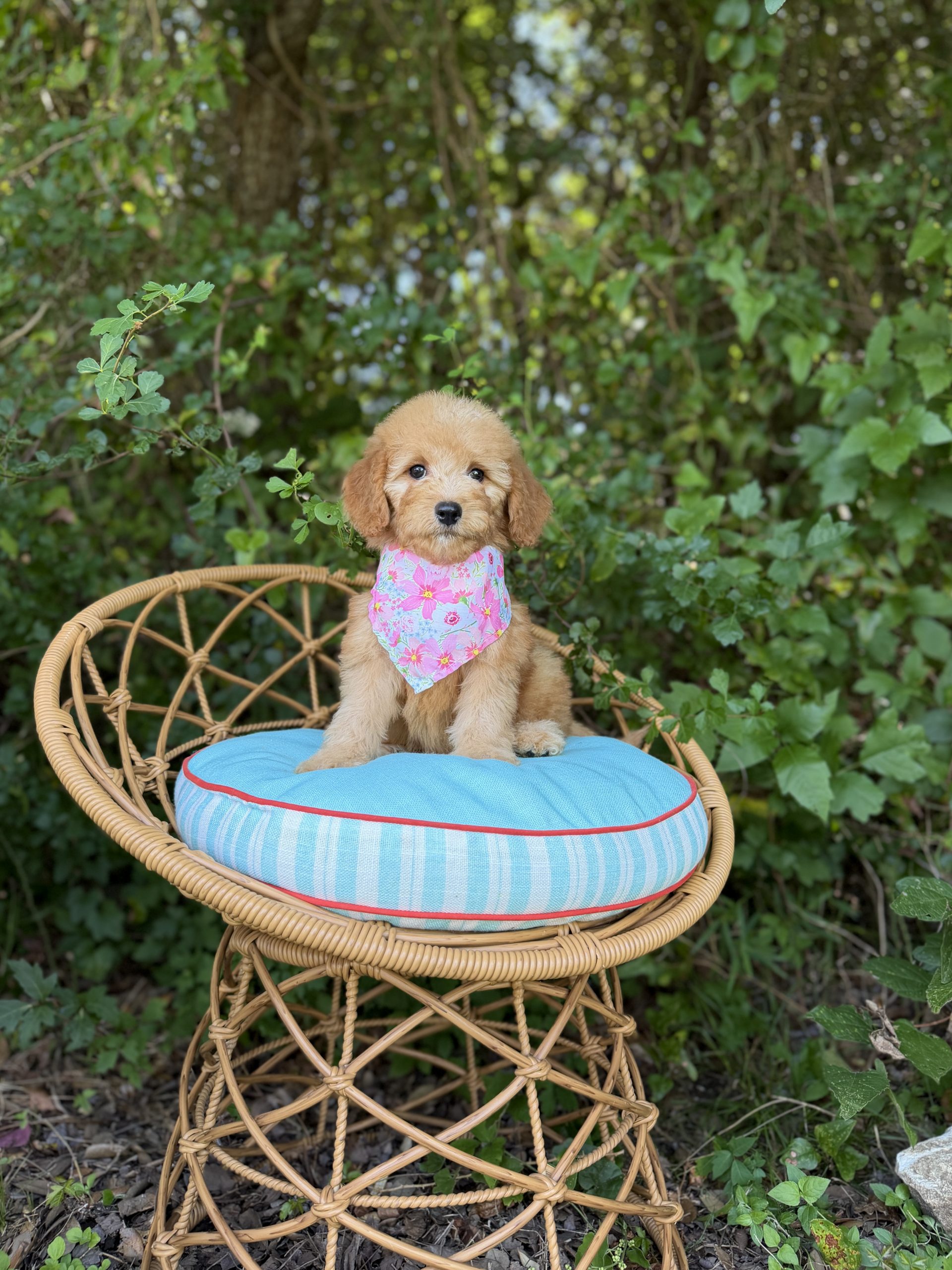 Pink Flower Girl - English Cream Mini F1B