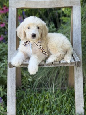 Leopard Girl- Medium F1 English Cream