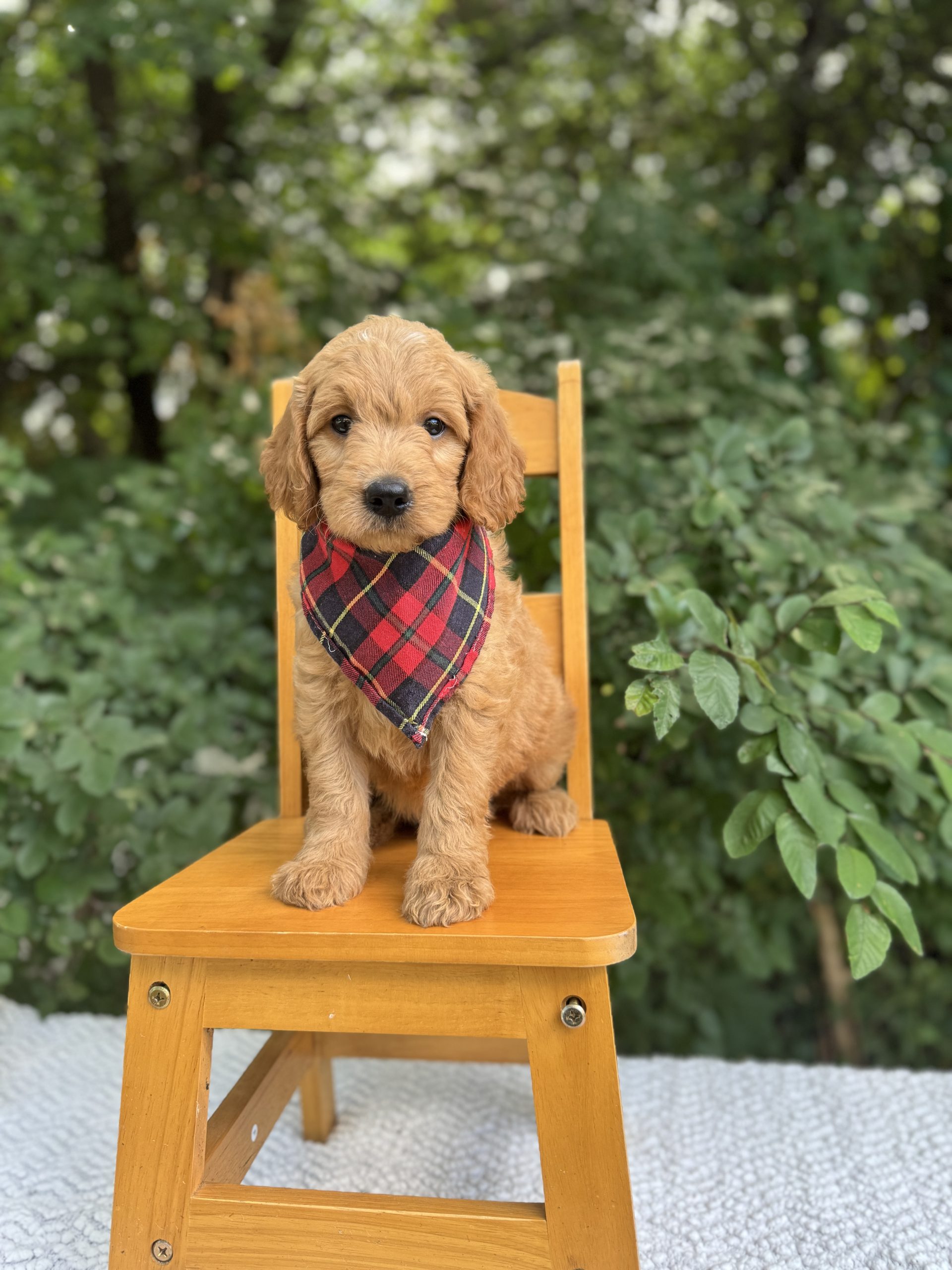 Red Plaid Boy- English Cream Medium F1