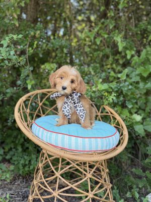 Leopard Bow Girl - English Cream Mini F1B