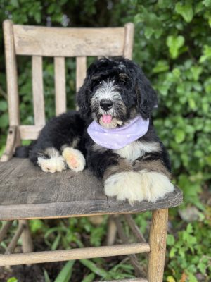 Purple Scarf Girl -Standard F1 Bernedoodle