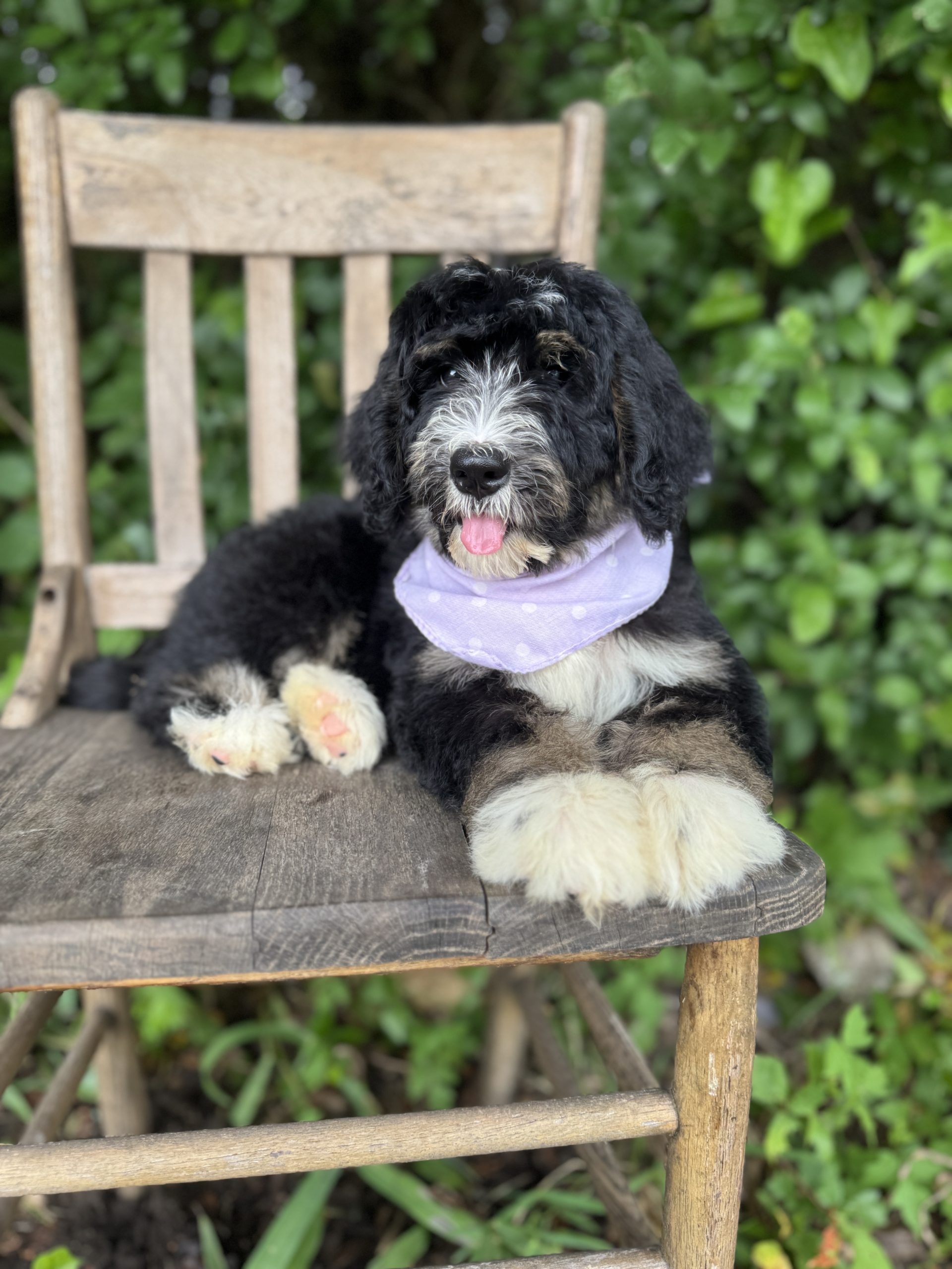 Purple Scarf Girl -Standard F1 Bernedoodle