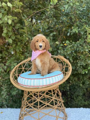 Pink Bandana Girl- Medium F1B