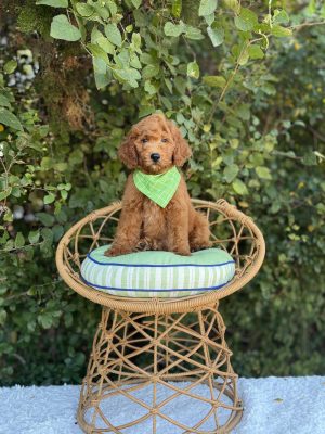 Green Bandana Boy- Medium F1B