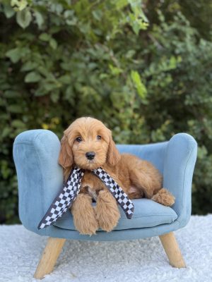 Black Checkered Scarf Boy - English Cream Mini F1B