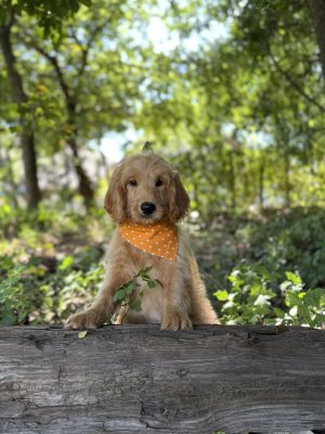 Orange Polka Dot Girl - English Cream Mini F1B
