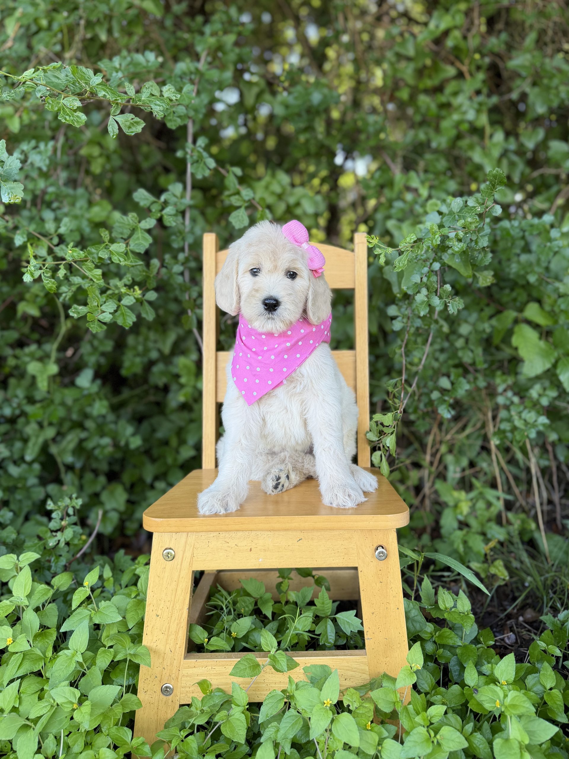 Pink Bow Girl - Standard F1B