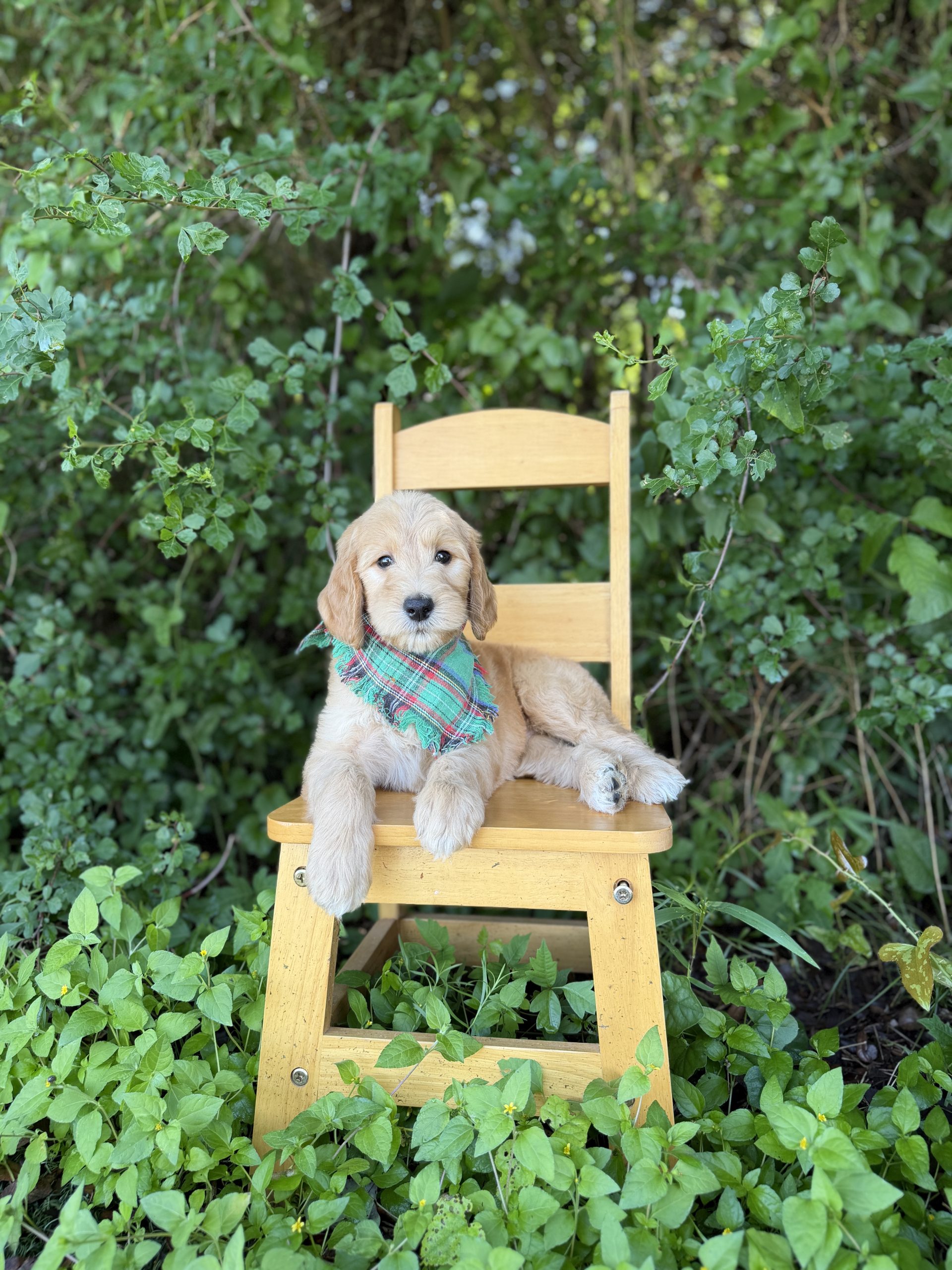 Green Plaid Boy- Standard F1B