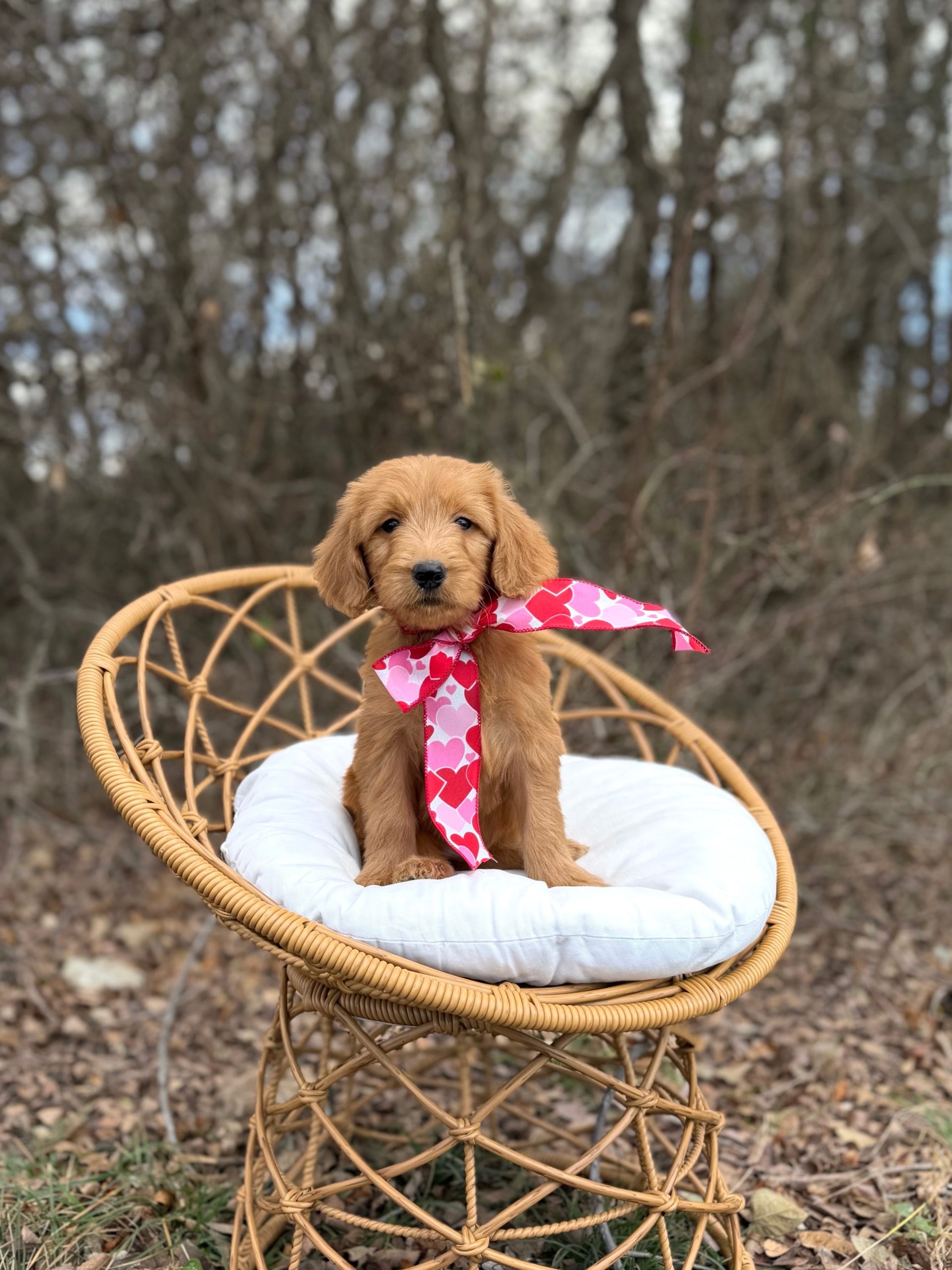 Valentines Bow Girl- Standard F1