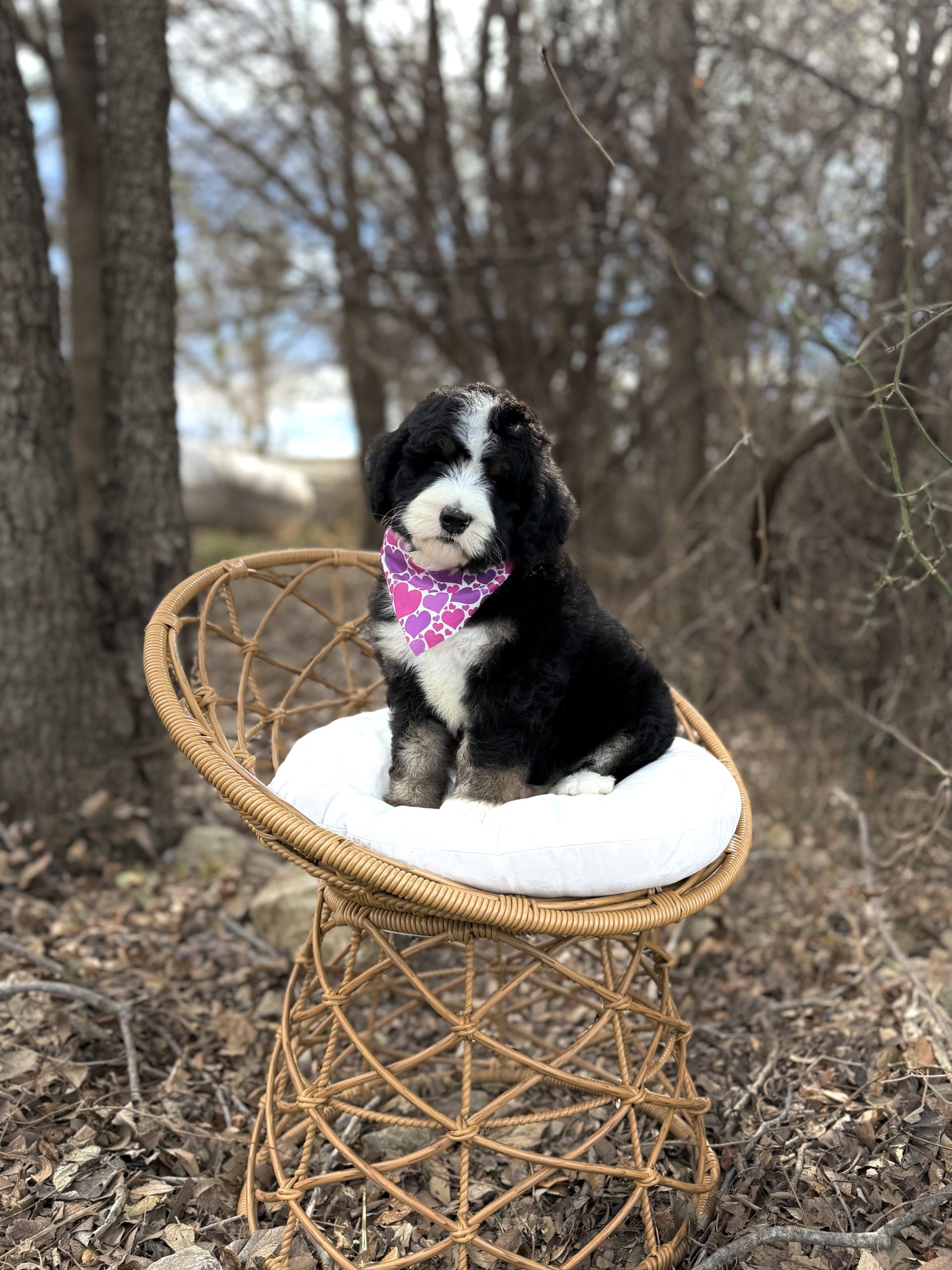 Purple Girl – Tri-Color Standard F1 Bernedoodle