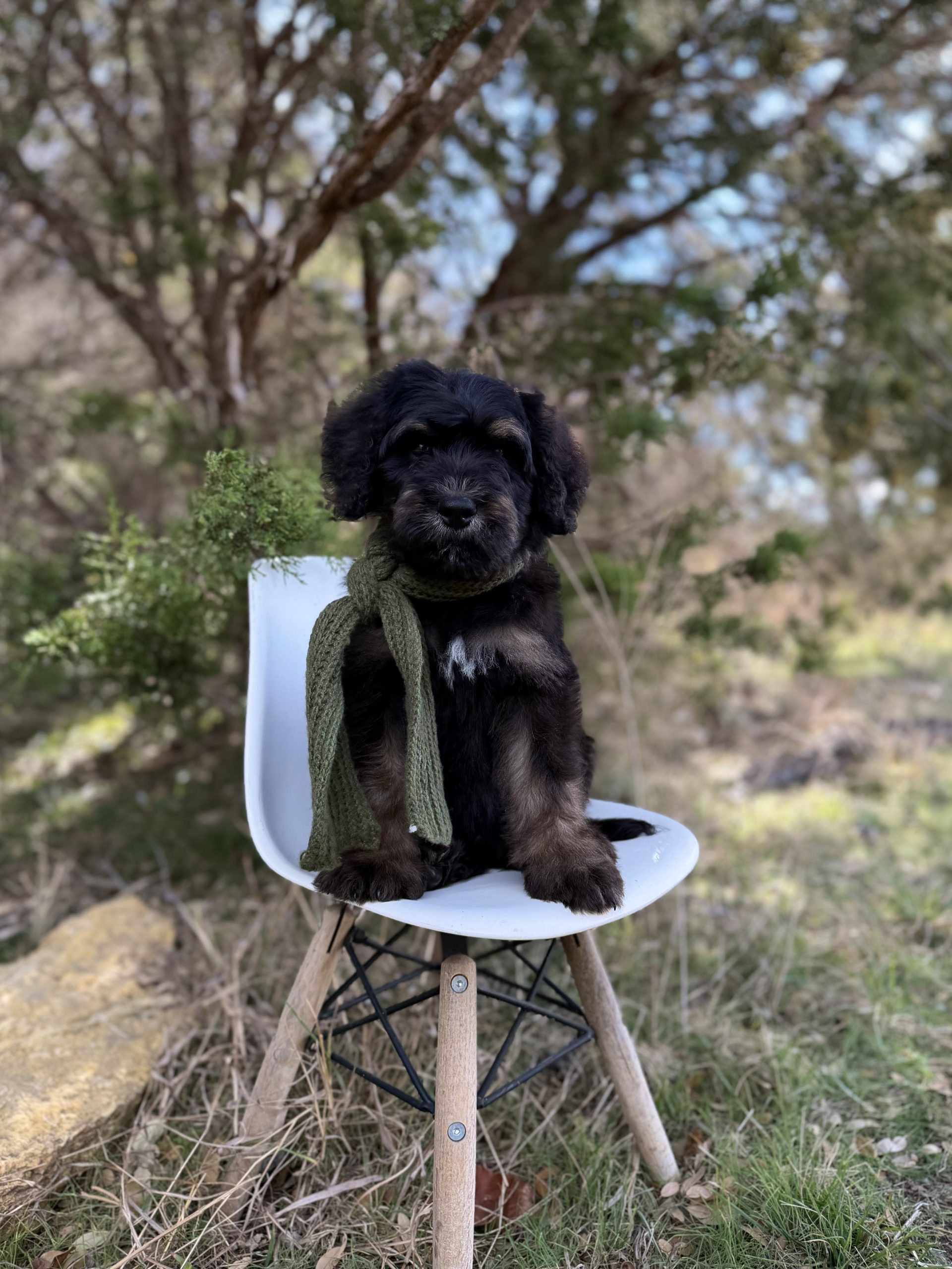 Olive Green Bernedoodle Boy- Standard F1 Bernedoodle
