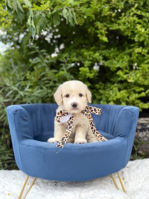 Leopard Bow Girl- Medium F1 English Cream
