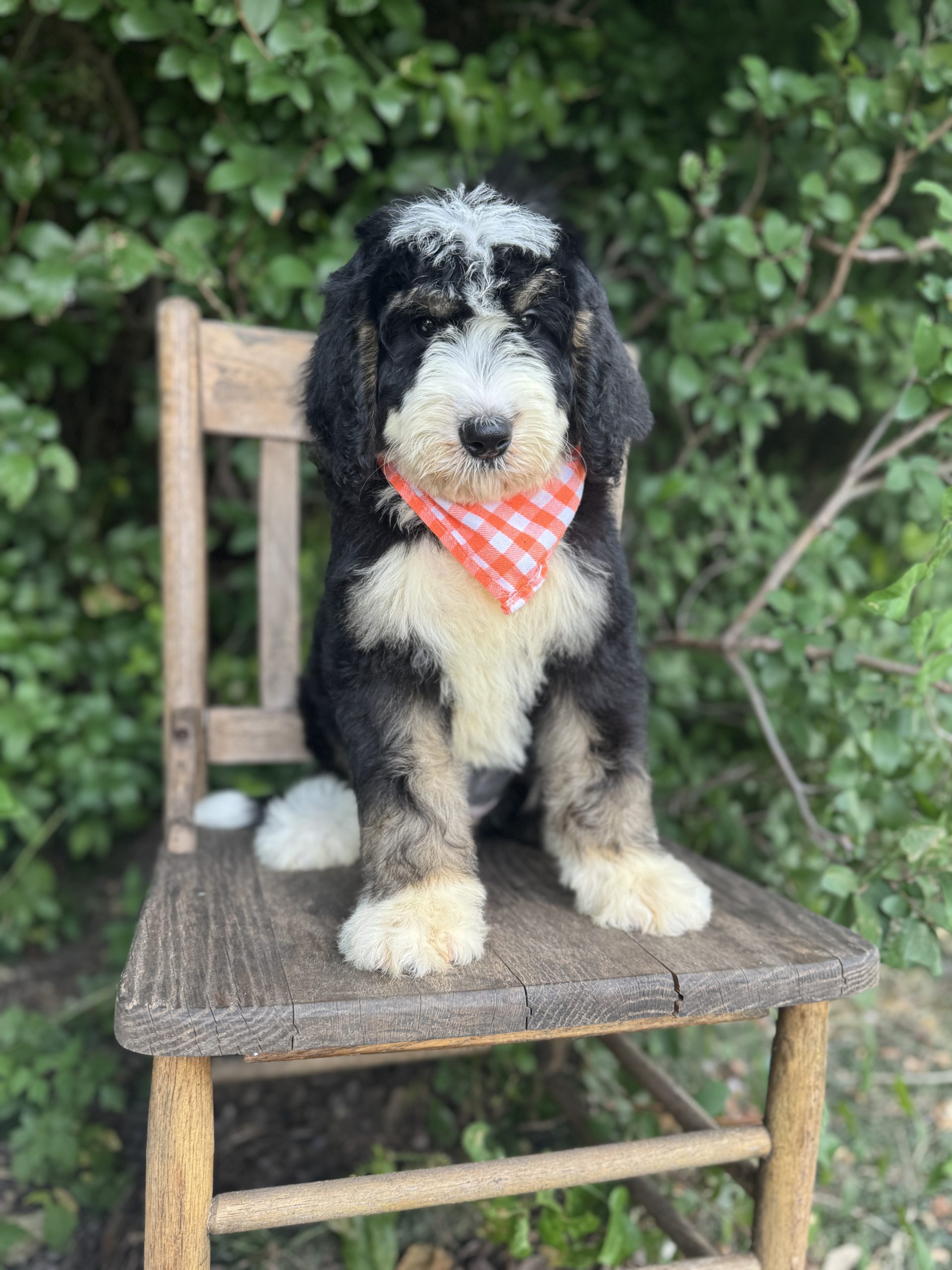 Orange Bernedoodle Boy- Standard F1 Bernedoodle