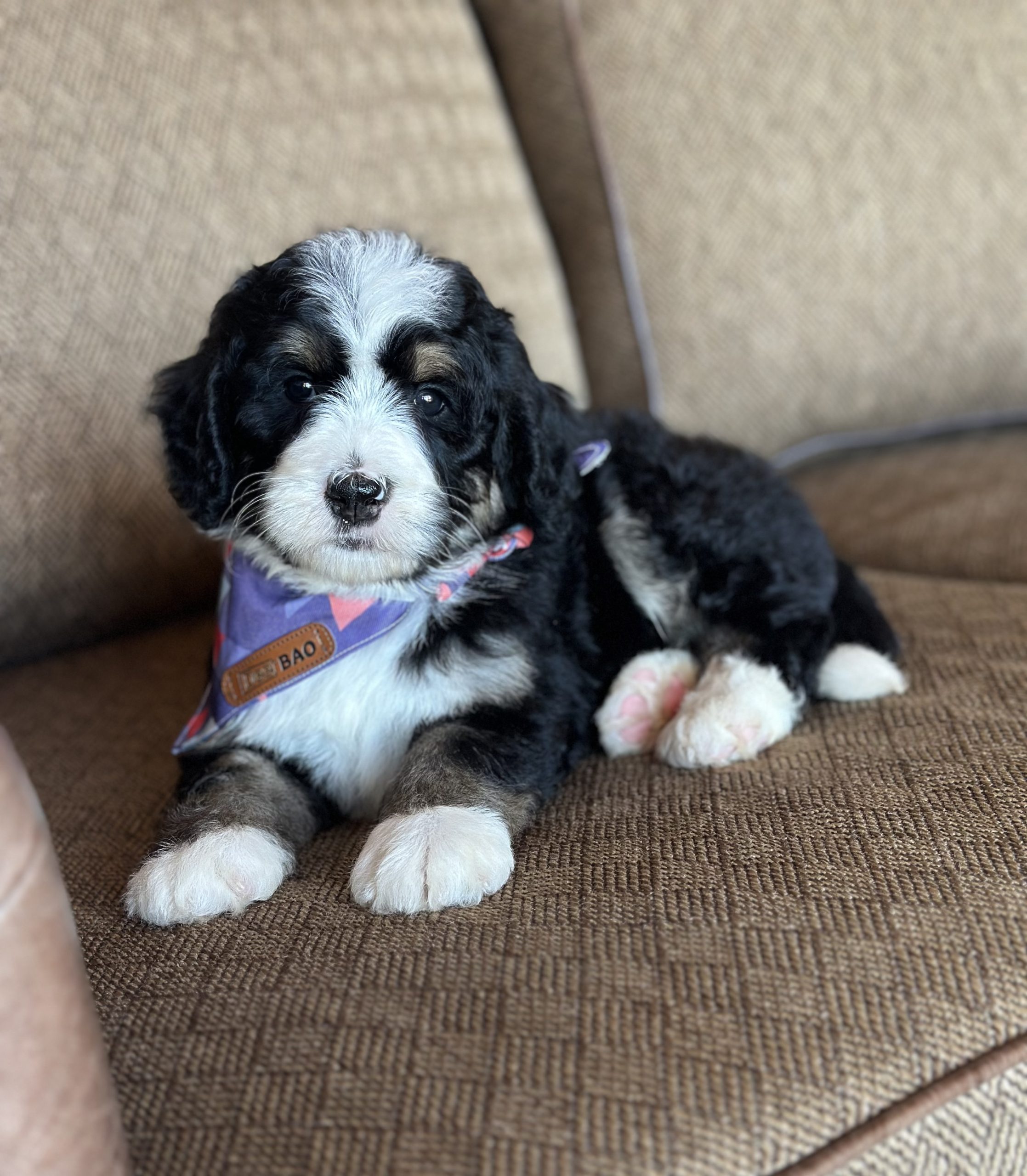 Purple Girl - Tri-Color Standard F1 Bernedoodle - Image 2