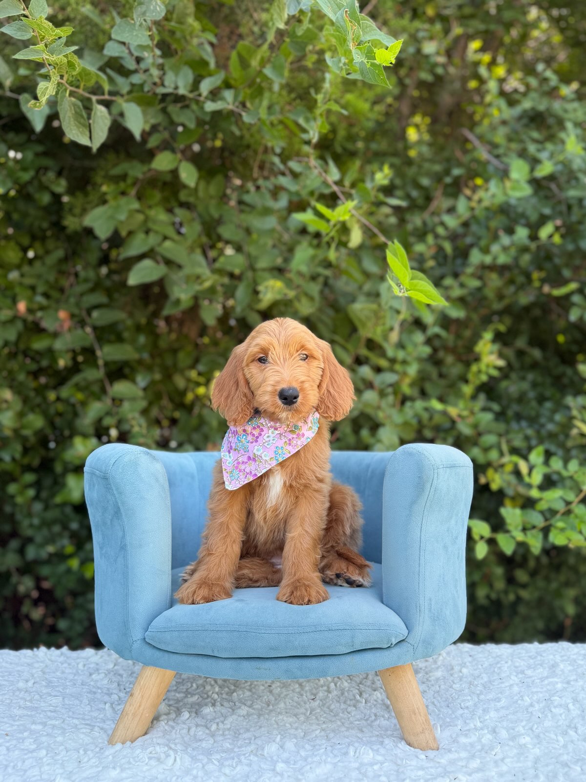 Purple Bandana Girl- Standard F1