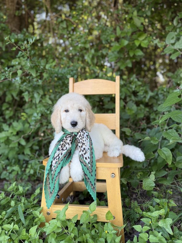 Green Leopard Girl - Standard F1B