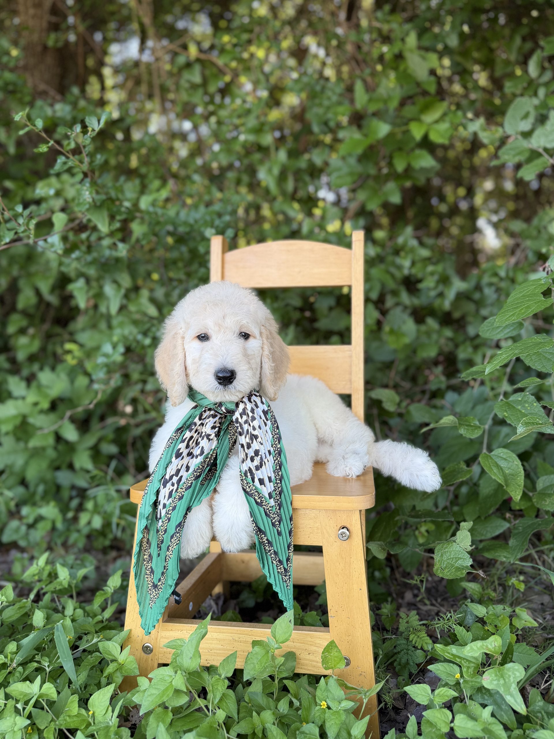 Green Leopard Girl - Standard F1B