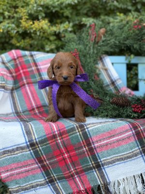 Purple Girl - Standard F1B