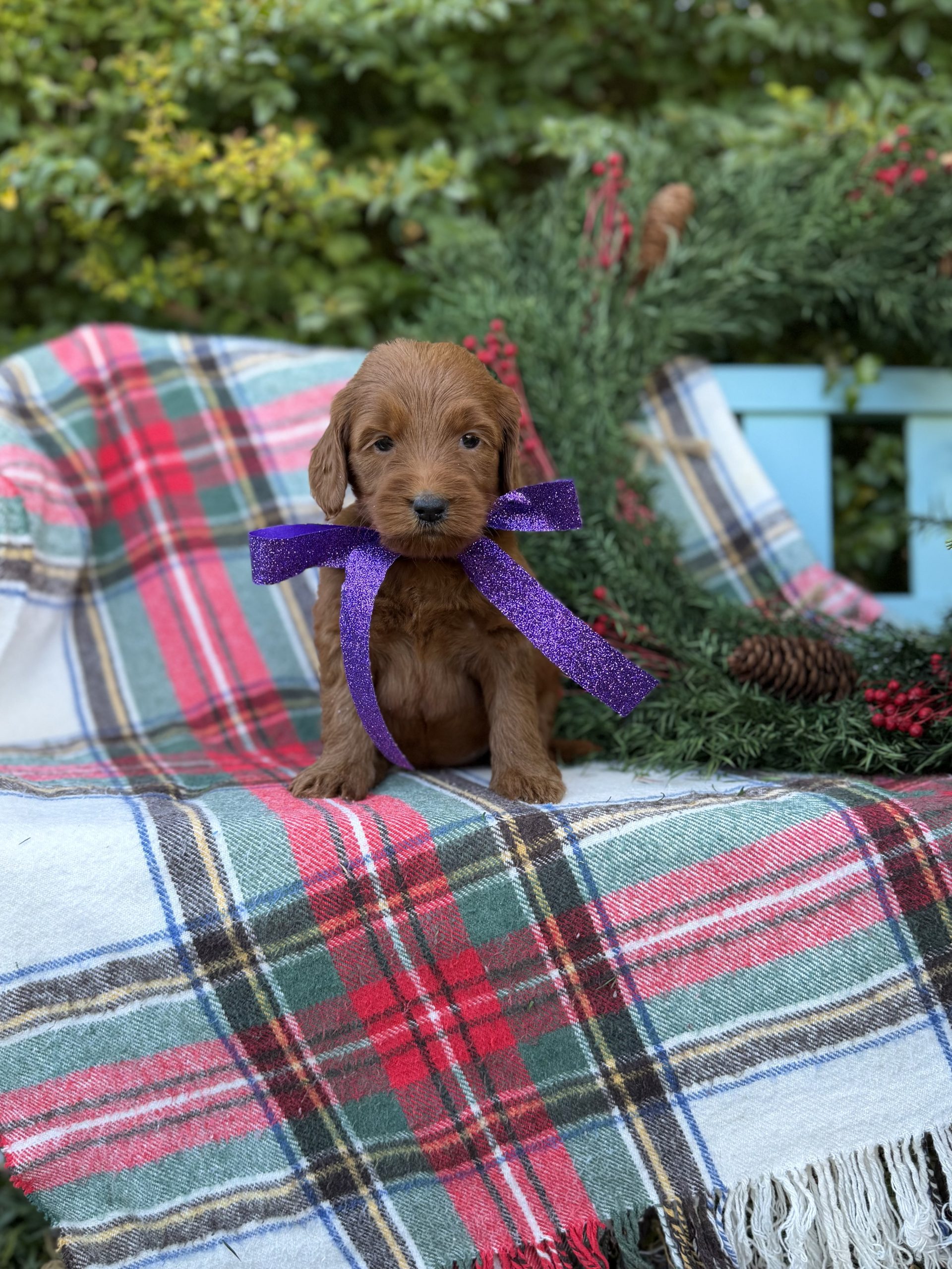 Purple Girl - Standard F1B