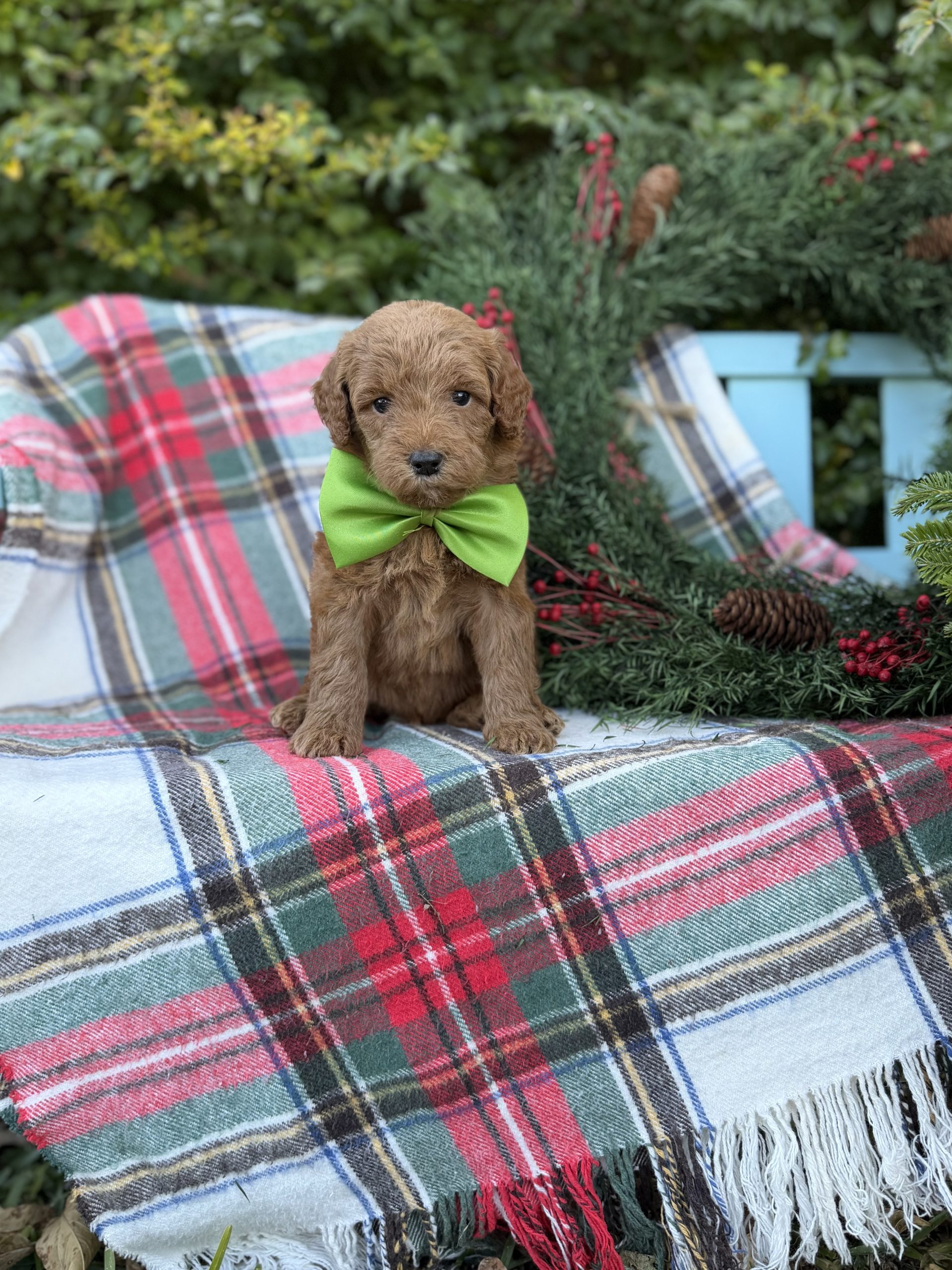 Lime Green Boy - Standard F1B