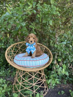 Blue Bow Girl  - Micro Mini F1B