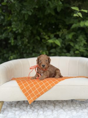 Orange Boy - Mini F1B