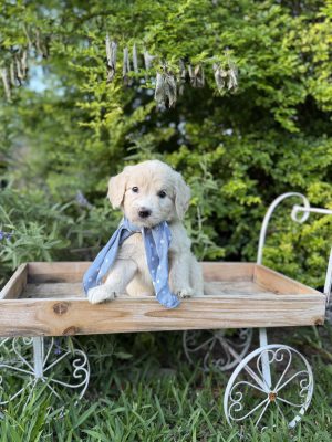 Blue Scarf Girl- Medium F1 English Cream
