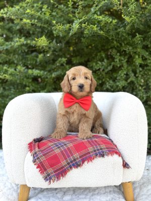 Red Bowtie Boy- English Cream Medium F1