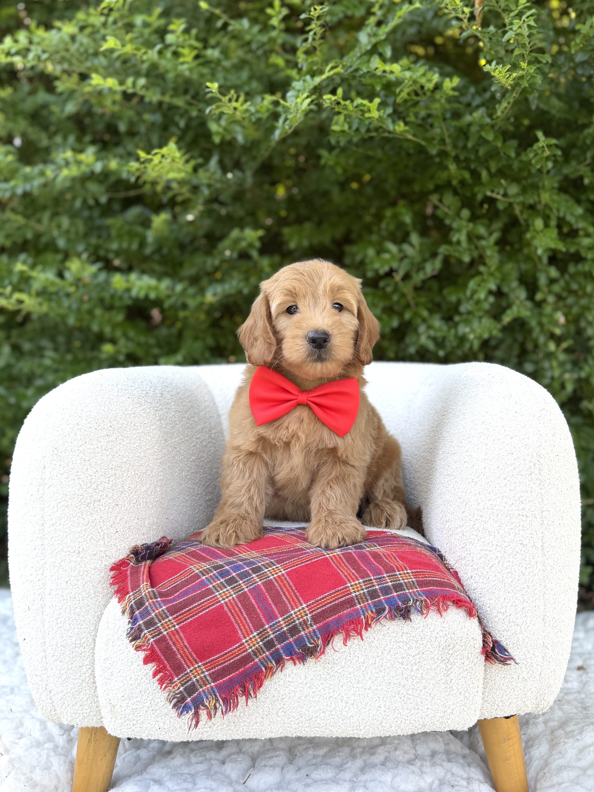 Red Bowtie Boy- English Cream Medium F1