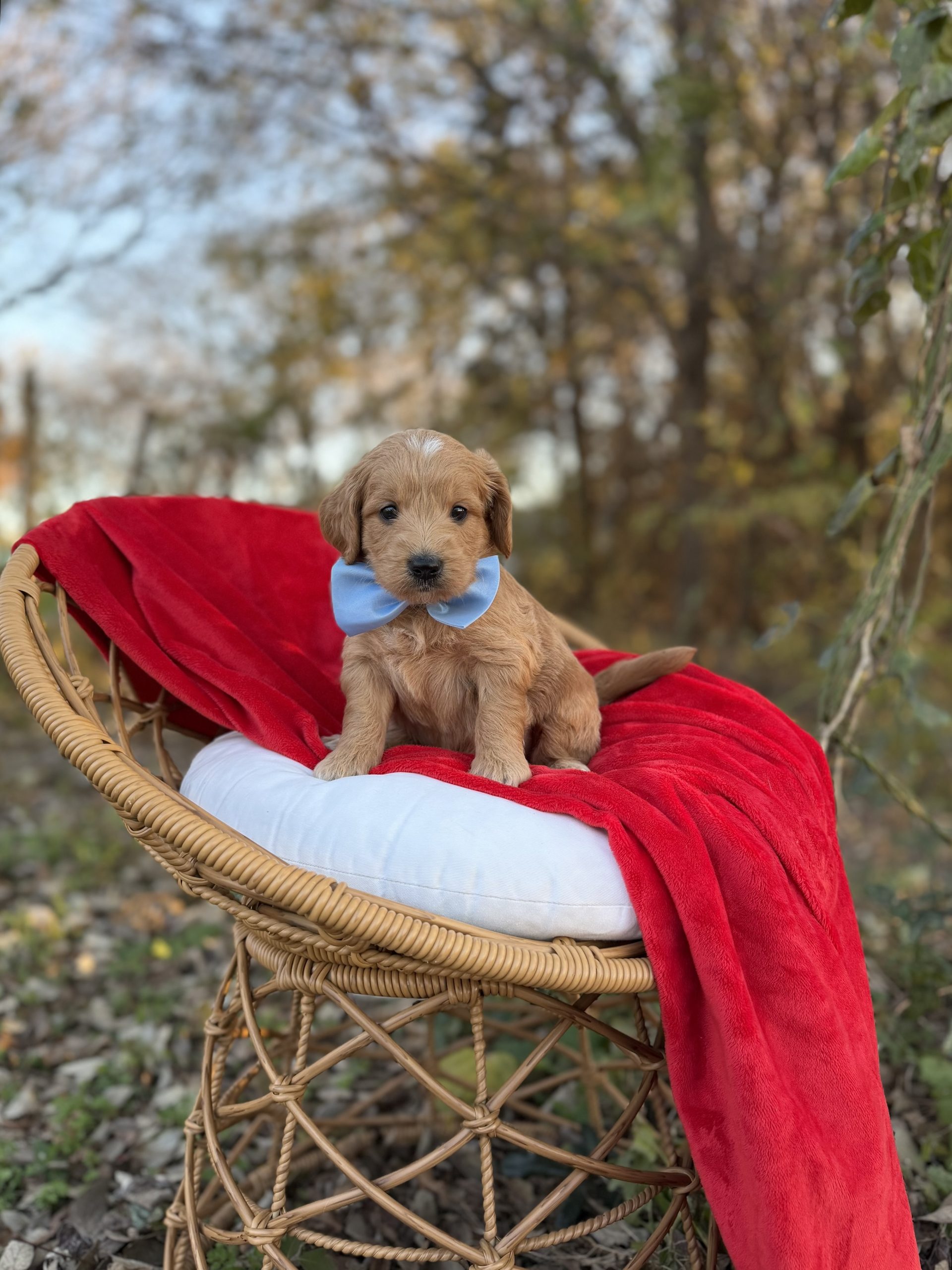 Blue Boy – English Cream Mini F1