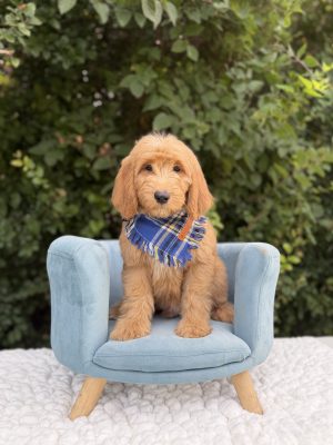 Blue Bow Boy - English Cream Mini F1B