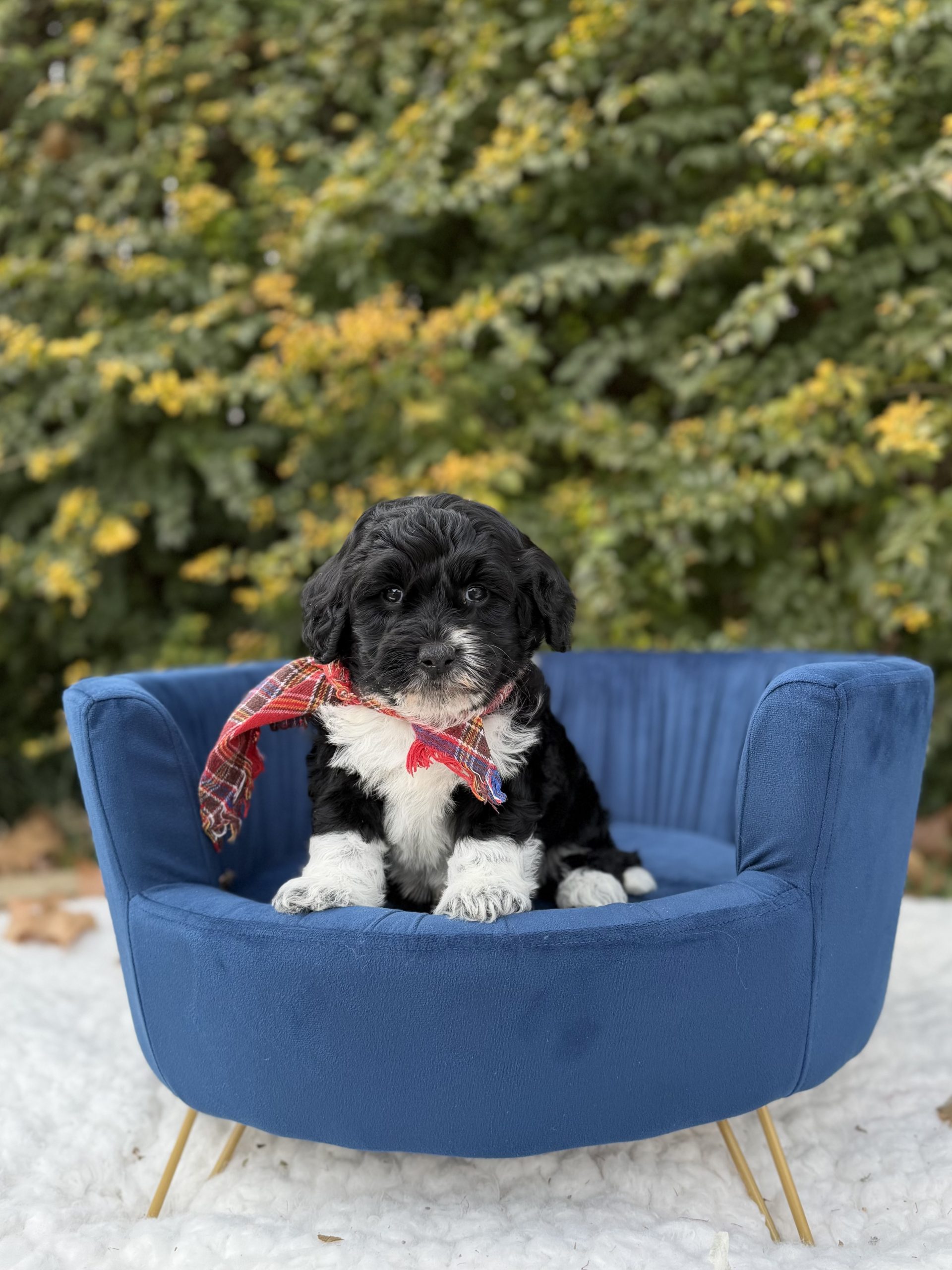 Red Sheepadoodle Boy- Mini F1B Sheepoodle