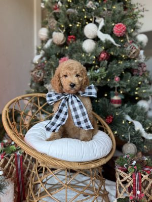 Black & White Plaid Boy- Medium F1B