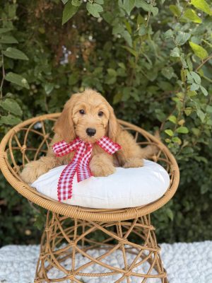 Red Checkered Bow Boy - English Cream Mini F1B