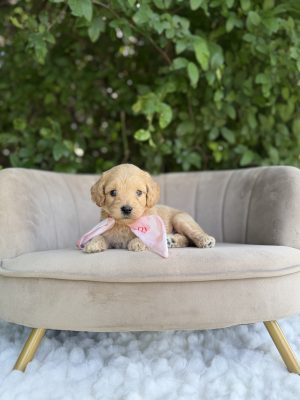 Light Pink Scarf Girl- Medium F1 English Cream