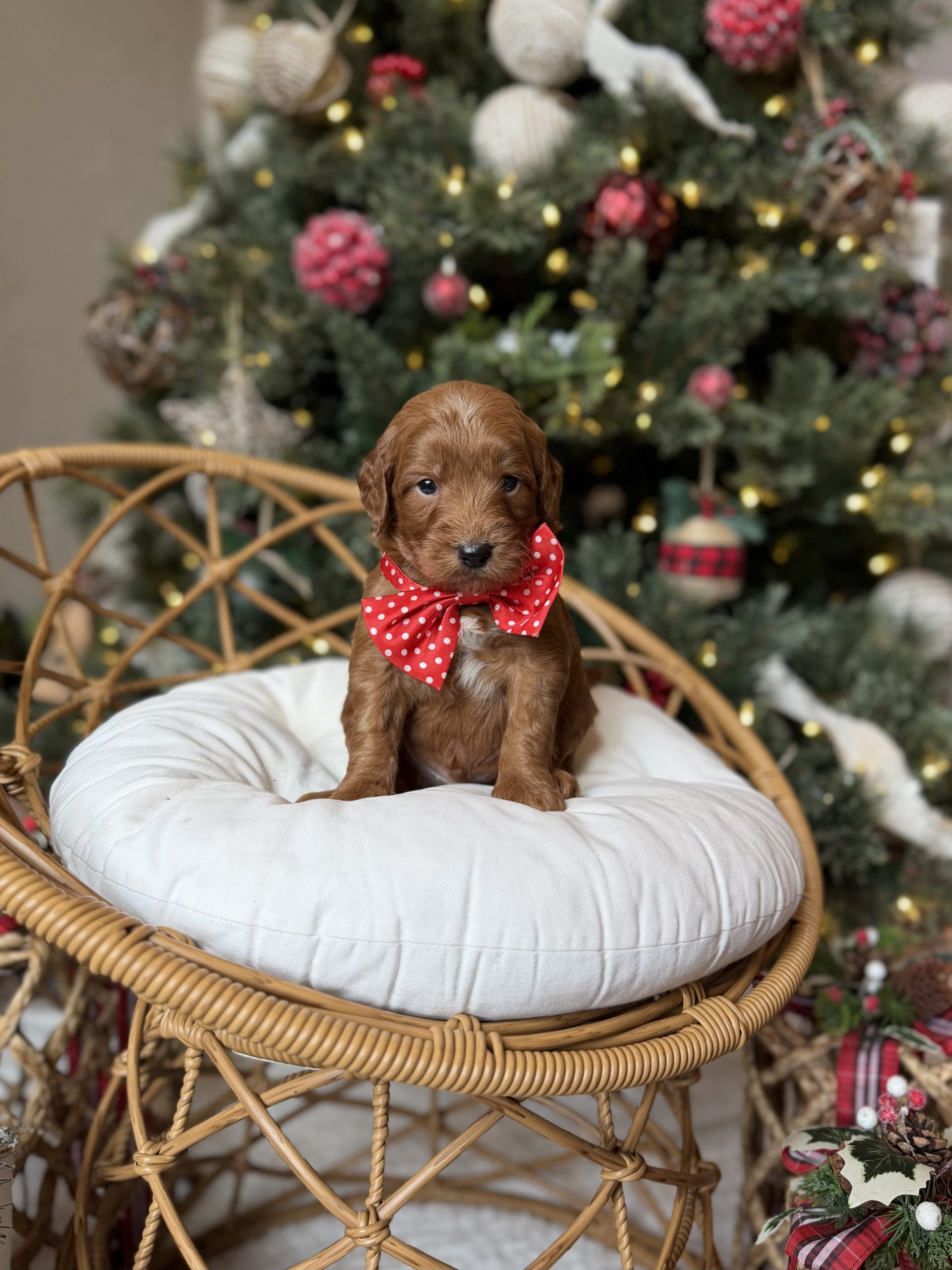 Red Bow Tie Boy- Mini F1